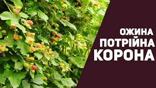 Ожина: Потрійна Корона