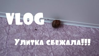 VLOG: Улитка сбежала!!!/Жарим с Алиной блины/Гуляем с Наполеоном