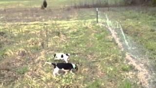 Starting new pups on rabbits