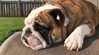 Reuben the Bulldog: The Terrible Two's