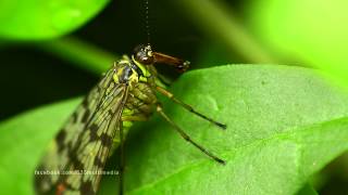 S35 GardenLife - HD720p - MacroShort