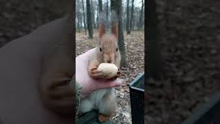 Ушастик вспомнил старый трюк / Ushastik remembered an old trick
