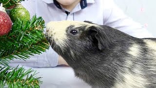 Поздравление  С Новым 2018 Годом  / Костик ТВ / Елка Подарки и Морская Свинка Видео для детей