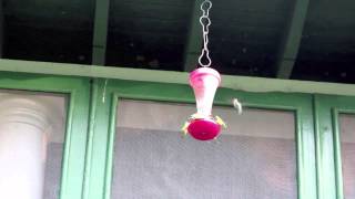 Hummingbirds at the Island Cottage