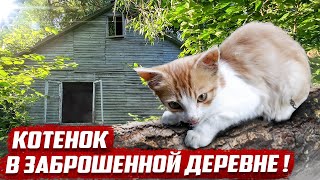 Как котёнок выжил без людей? | Орловская обл, Покровский район, д.Протасово