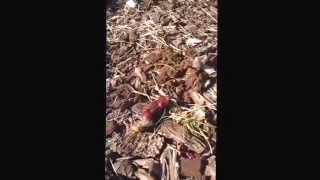 Gopher hawk toy. Cut his arms off