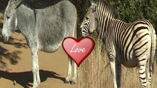 Zebra Mated with Donkey.