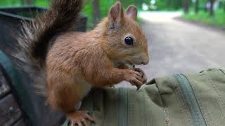 О Копии Длинноухого и Ушастике / About a Copy of Long-Eared and Ushastik