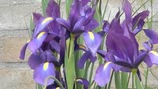 Iris Hollandica