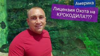 Цена лицензии на Ловлю крокодилов или Охота на крокодилов. Как лучше? Оружие есть а патронов нет???
