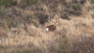 New Record 223 sika stag