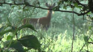 Roebuck stalking 222 rem rifle cam