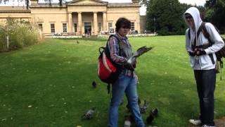 Pigeon madness