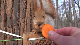 Зарисовка с двумя белками / A sketch with two squirrels