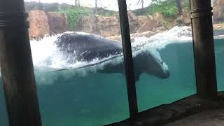 Fiona or Dolphin