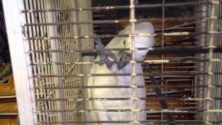 Remy the Cackatoo with CC