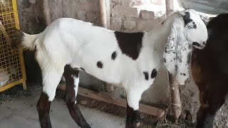 A Day In Deonar Bakra Mandi Documentary 21 December 2019.
