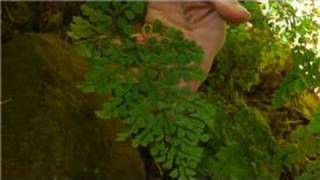 Growing & Caring for Foliage Plants : Southern Maidenhair Fern Care