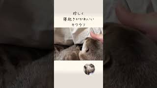 珍しく寝起きぶさいくじゃない！ Otters otorting large