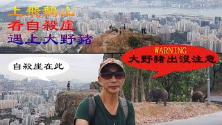 [ 行山VLOG ] 山水禾田 帶你上飛鵝山 看TVB拍攝景點 自殺崖 路上遇到 數頭大野豬 非常危險 切勿近觀