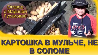 КАРТОФЕЛЬ эксперимент продолжается часть 2. КАРТОШКА в мульче [15.05.2018]