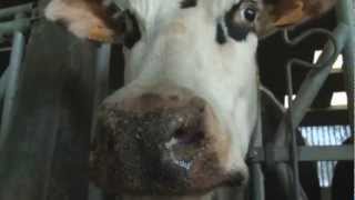 SIA 2013 : Salon de l'agriculture : Portrait d'Aronde