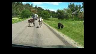 Wildlife Loop Road in Custer State Park, SD