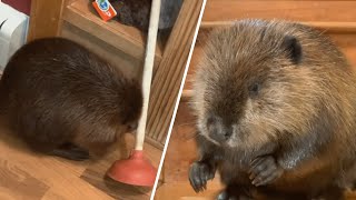Plunger-obsessed beaver destroys woman's bathroom