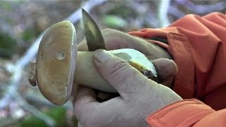 Riesen Steinpilz-Pilze Sammeln-Steinpilze suchen-Pilze finden-Boletus Edulis