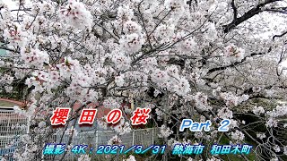残したい故郷の記録４Ｋ　熱海市和田木町　櫻田の桜２０２１　Ｐａｒｔ２