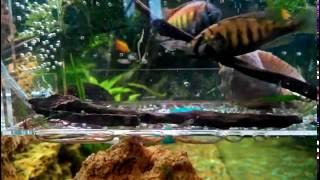 Цихлида Хаплохромис Брауна (Haplochromis brownae) МАЛЬКИ