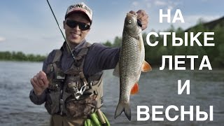 "Переходный" голавль.
