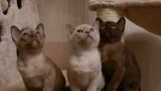 Бурманские котята