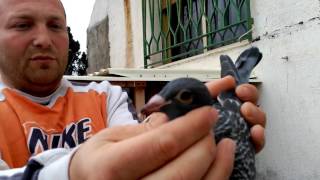 vaccinare la porombei Alex Gherghe