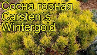 Сосна горная Карстенс Винтерголд. Краткий обзор, описание pinus mugo Carsten's Wintergold