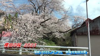 熱海市和田木町の記録　櫻田の桜２０２３　ＢＧＭ：桜坂・桜