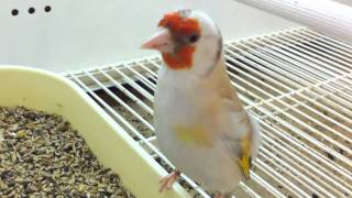 l'oisellerie ange