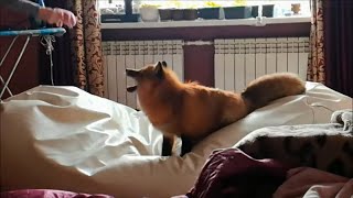 Домашняя лиса играет со своей любимой игрушкой