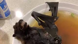 Bat soup - juha od šišmiša ?