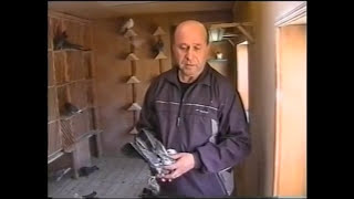 Николаевские голуби и Кушнарёв С.Н.