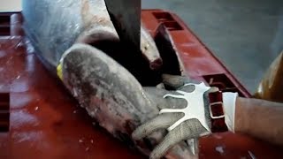 Испания Морепродукты - Разделка и Обработка Тунца в Рыбносюм Цеху