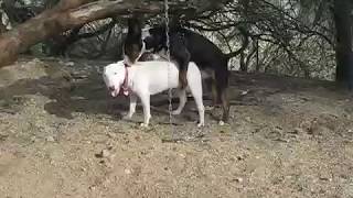 Successful Bull Terrier Breeding