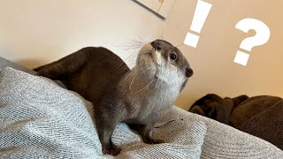 カワウソを見えなくなったフリして探し続けていたら、反応がすごかった I pretended to lose sight of the otter and kept looking for it.