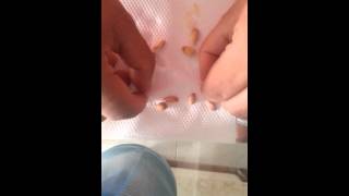 DIA 1: como pelar la semilla de naranja creativamente