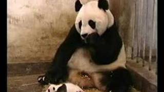 PANDA ASUSTADO