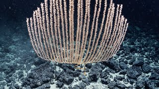Gorgeous Corals and Associates! | Nautilus Live