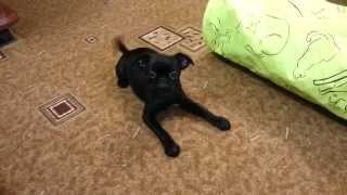 petit brabancon first barking/пти брабансон первый лай