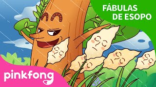 El Roble y la Caña | Fábulas de Esopo | Pinkfong Cuentos Infantiles