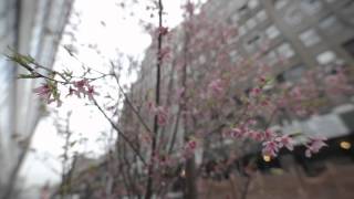 The Phoblographer's Carl Zeiss 15mm f2.8 video test