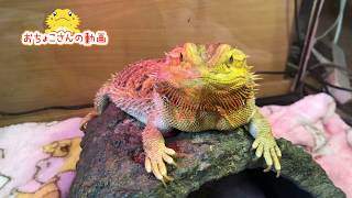 【少しだけにして欲しい】フトアゴヒゲトカゲ☆おちょこさん Beardeddragon